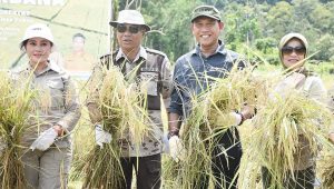 Bupati dan Wabup Ketapang Panen Pedana Padi di Kawasan Agro Foresta Pertanian