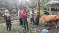 Polres KKU Vaksinasi PMK Pada Sapi di Kecamatan Simpang Hilir