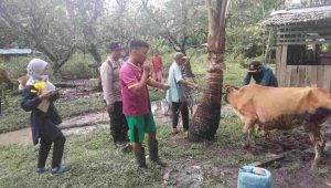 Polres KKU Vaksinasi PMK Pada Sapi di Kecamatan Simpang Hilir