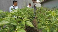 Kebun Lapas Ketapang Program Pembinaan Kemandirian Pertanian Siap Panen