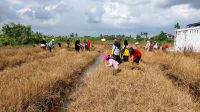 Desa Kalinilam Gandeng Yayasan FIELD Berikan Pelatihan Pada Kelompok Tani dengan program Udara Bersih Indonesia