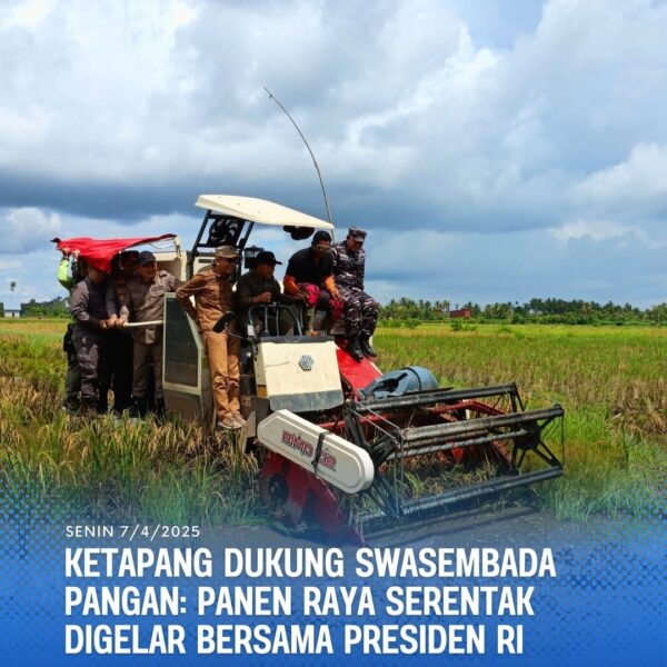 Kabupaten Ketapang Dukung Swasembada Pangan: Panen Raya Serentak Digelar Bersama Presiden RI