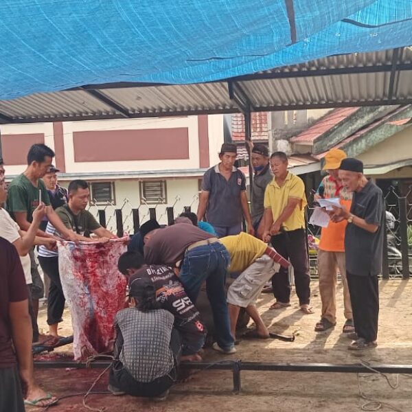 Masjid Al – Falah Kelurahan Pasar 3 Kecamatan Muara Enim Adakan Pemotongan Sapi Dan Kambing