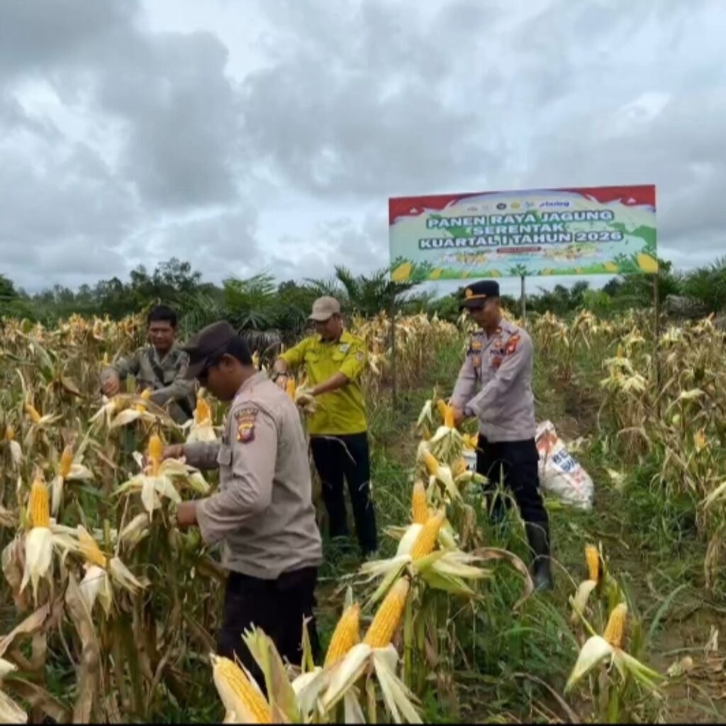 Perkuat Ketahanan Pangan Nasional, Kapolsek Ella Hilir Laksanakan Panen Raya Jagung Kuartal I Tahun 2026 Bersama Warga