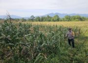 Polri Hadir di Tengah Petani, Jagung Program Ketahanan Pangan SDL Tumbuh Menggembirakan